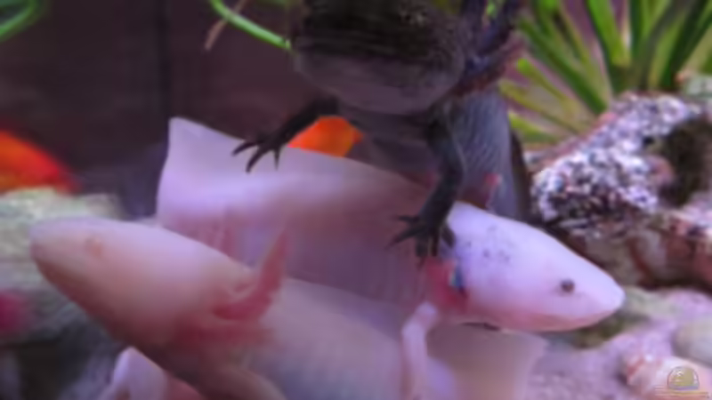 Lurchis stapeln gerne hoch ... *gg  von Una (29)