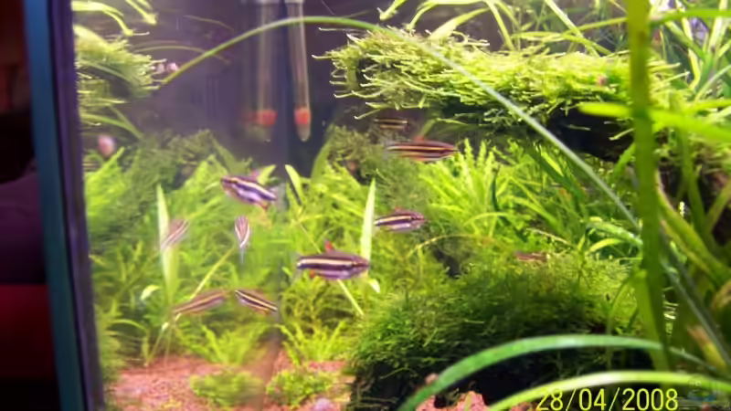 lustige Zeitgenossen - Zwerg-Ziersalmler 28.04.08 von Thomas Schmidt (33)