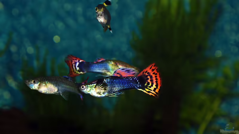 ´Lustiges Beisammensein´ von bigbeef (30)