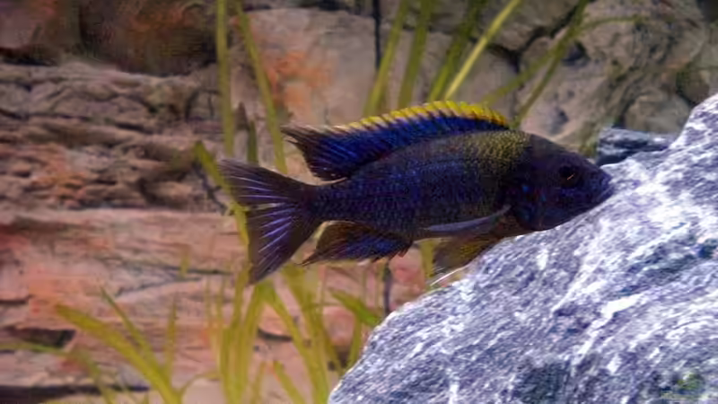 lwanda von pennywise (24)