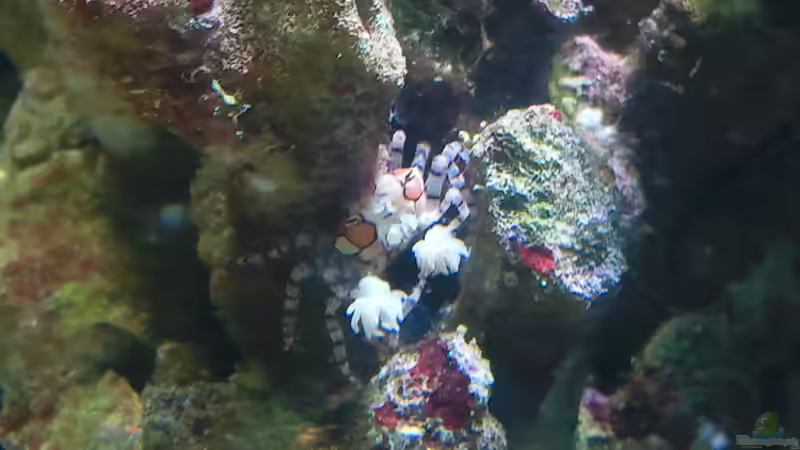 Lybia tesselata - Boxerkrabbe 15.03.12 von Dirk Schäfer (18)