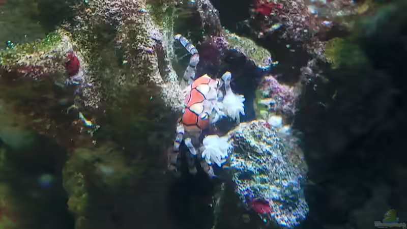 Lybia tesselata - Boxerkrabbe 15.03.12 von Dirk Schäfer (19)