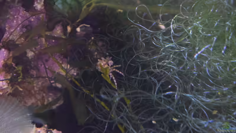 Lybia tesselata - Boxerkrabbe von Junglist (65)