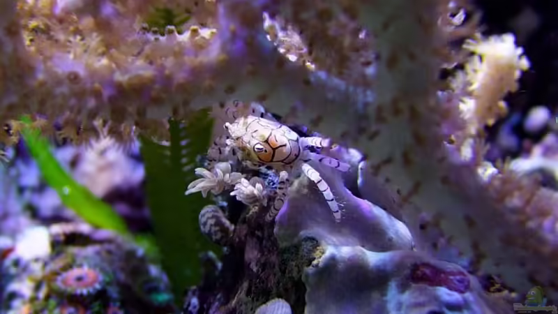 Lybia tesselata, Boxerkrabbe. Wunderschöne kleine Kerlchen! von Denise83 (9)