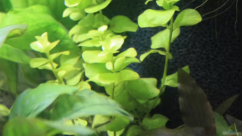 Lysimachia nummularia aurea - Gelbes Pfennigkraut von Pfennigkraut (9)