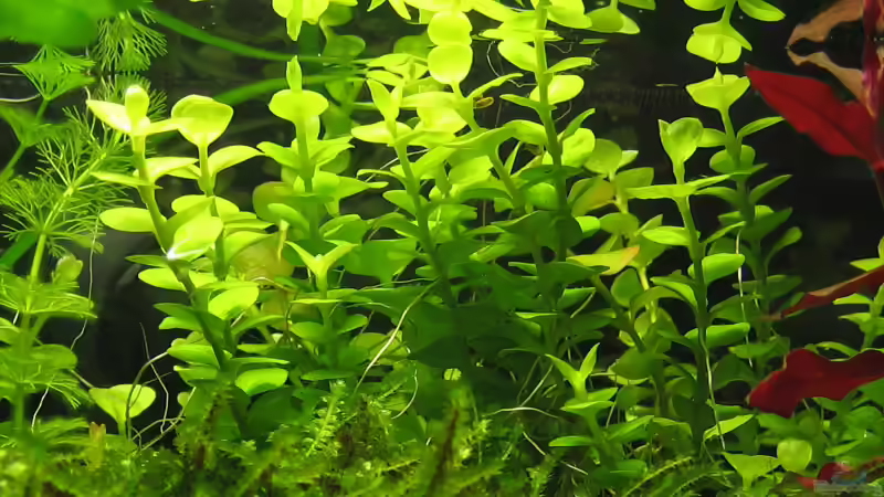 Lysimachia nummularia ´AUREA´ von Christian Stoff (7)