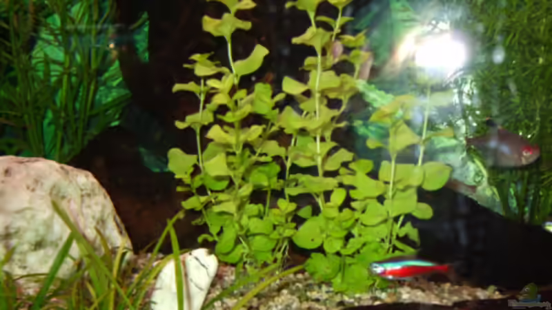 Lysimachia nummularia von &gt;&lt;(((°&gt; Jennyna &lt;°)))&gt;&lt; (3)