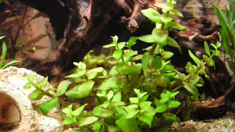 Lysimachia nummularia von froxxs (3)