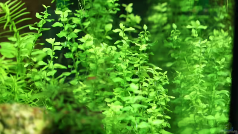 Lysimachia nummularia von Olli N. (10)