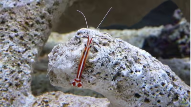 Lysmata amboinensis  - Weißbandputzergarnele von OldFriend (35)