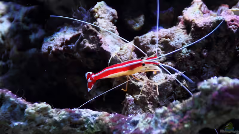 Aquarien mit Lysmata amboinensis (Weißbandputzergarnele)