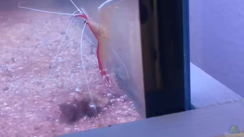 Lysmata amboinensis - Weißbandputzergarnele von David F. (13)