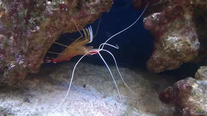 Lysmata Amboinensis- Weißbandputzergarnele von Rene Rohrer (14)