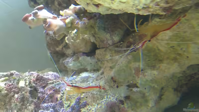 Lysmata amboinensis von Gernold (13)