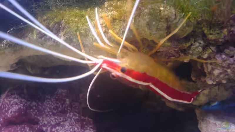 Lysmata amboinensis von Jens Walsleben (9)