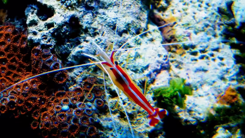 Lysmata amboinensis von Malawigo (38)