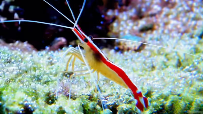 Lysmata amboinensis von Malawigo (55)