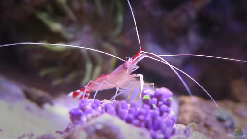 Lysmata amboinensis (x2) von Wolfgang Hutter (10)