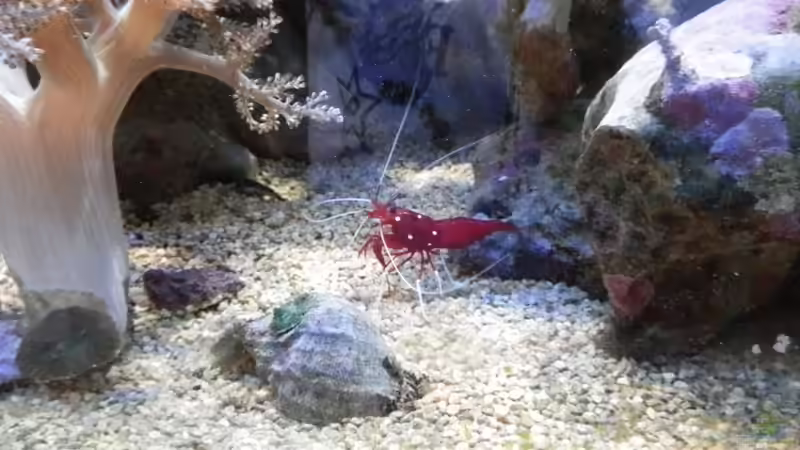 Caridina dennerli im Aquarium pflegen (Einrichtungsbeispiele mit Kardinalsgarnelen)