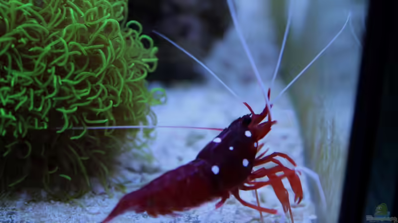 Lysmata debelius von die Perle... (52)