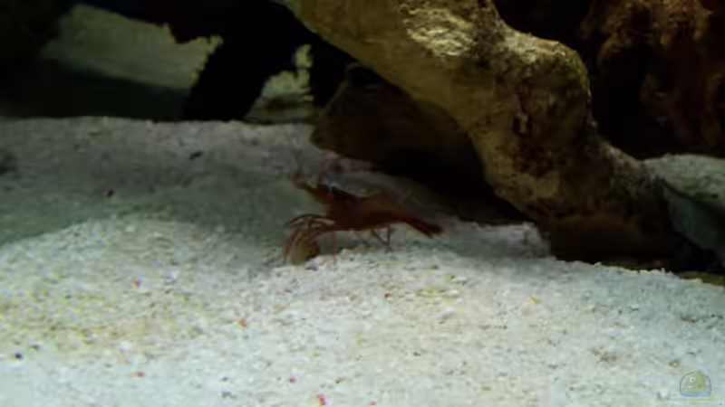 Lysmata wurdemanni - Wurdemanns Garnele von Christian Höse (30)