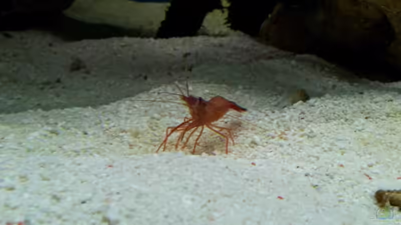 Lysmata wurdemanni - Wurdemanns Garnele von Christian Höse (32)