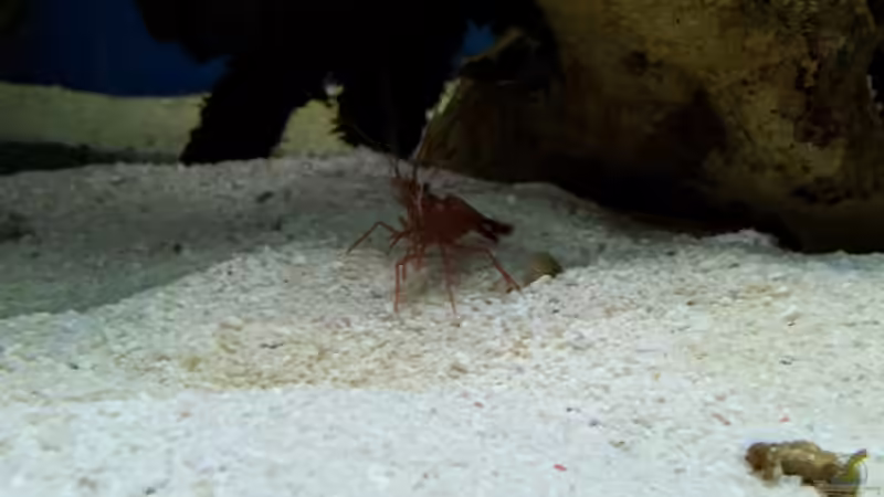 Aquarien mit Lysmata wurdemanni (Wurdemanns Garnele)