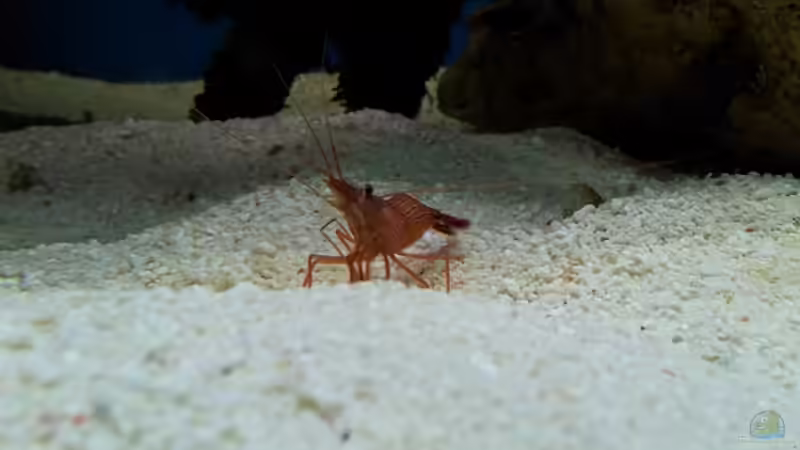 Aquarien mit Lysmata wurdemanni (Wurdemanns Garnele)