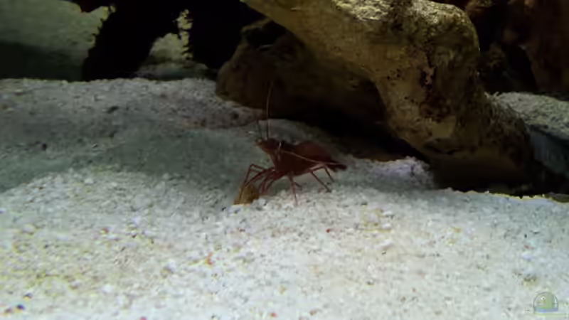 Aquarien mit Lysmata wurdemanni (Wurdemanns Garnele)