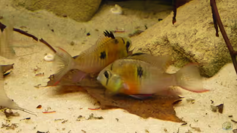 M. altispinosa bei der Eiablage von DerImperator (9)