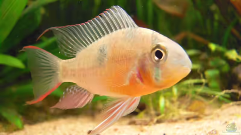 M. altispinoza Mann von pat333 (8)