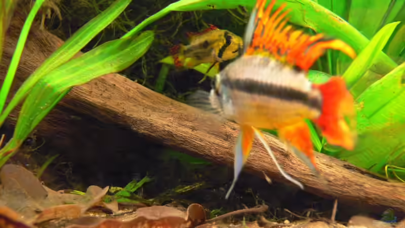 M. altispinoza Paar beim aufpassen/NZ auf der Wurzel von pat333 (7)