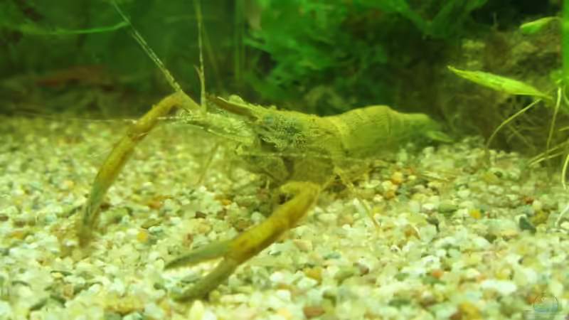 M. assamense, m von aetti (6)