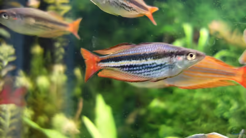 M. australis von Christian S. (10)