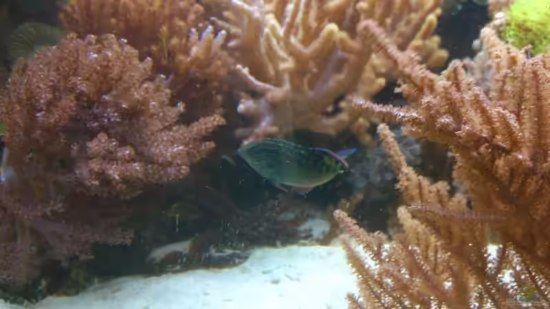 M. bipartitus Männchen von Bluewater (20)