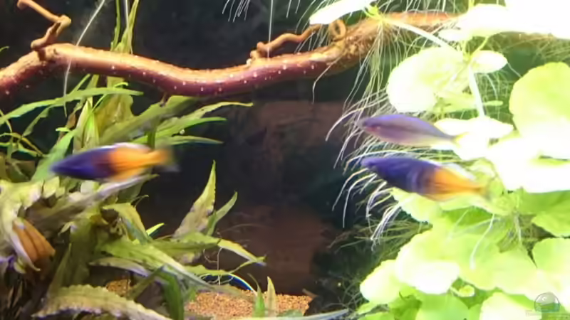 M. boesemani in der Beckenmitte... von rainbow2010 (15)