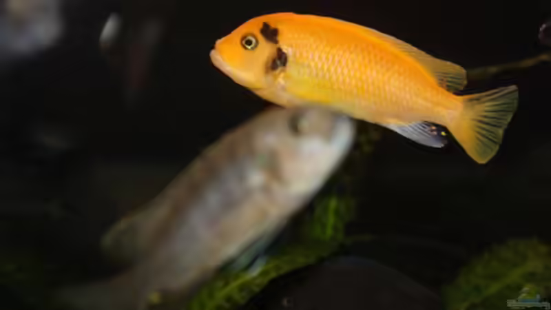 M. esterae OB female von Mikey (51)