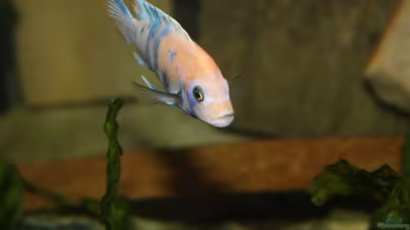 M. esterae OB male von Mikey (50)