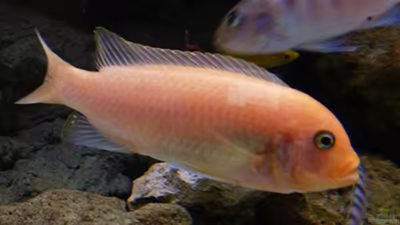 M. Estherae Red/Red / W von African Lake (14)