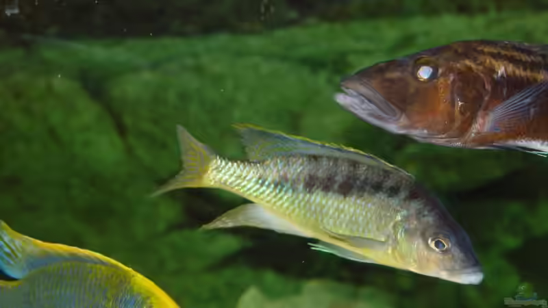 M. gracilis von Thomas Knecht (20)