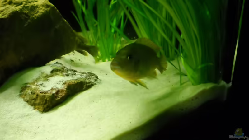 Einrichtungsbeispiele mit Metriaclima greshakei