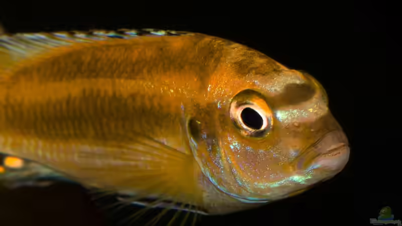 M. johannii .. die Zeichnung am Kopf ... von AjakAndi (45)