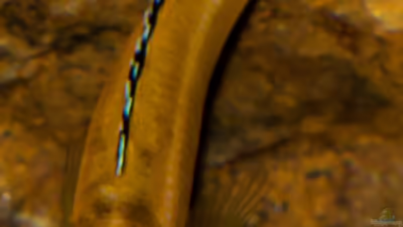 M. johannii - sehr schön zu sehen die Querstreifen am Kopf .. von AjakAndi (46)