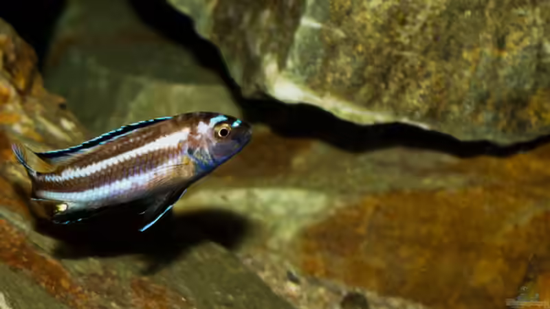 M. johannii - so langsam kommt ´blau´ ins Spiel .. von AjakAndi (48)