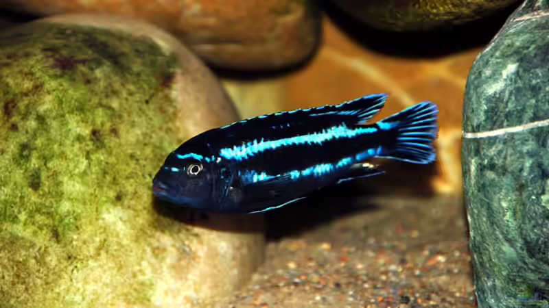 M. johannii von Steffen Haß (17)