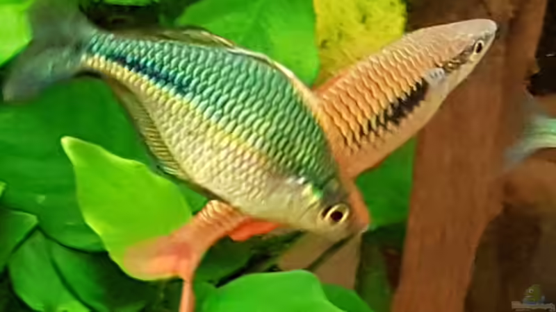 M. Parva u. Lacustris im Balzkleid von River Creator (30)