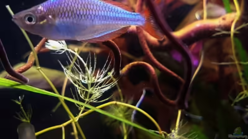 M. praecox in voller Pracht ;-) von rainbow2010 (28)