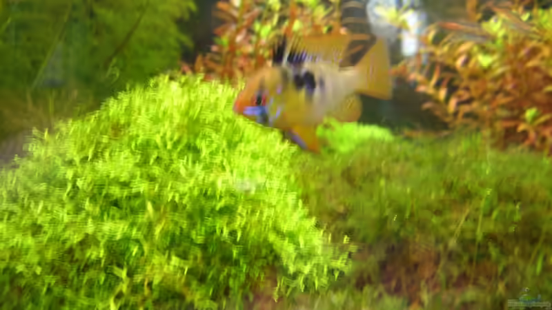 M. ramirezi Männchen von Michael J. (10)