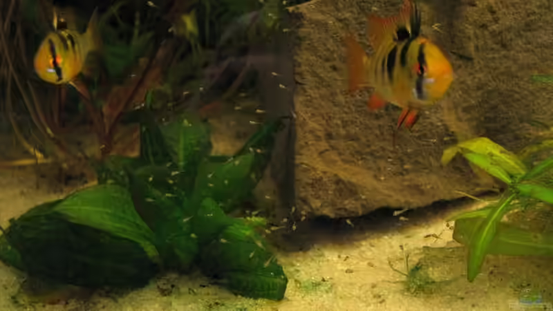 M. ramirezi Paar mit Jungfischen von Sado-Uwe (17)