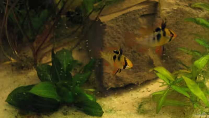 M. ramirezi Paar mit Jungfischen von Sado-Uwe (18)